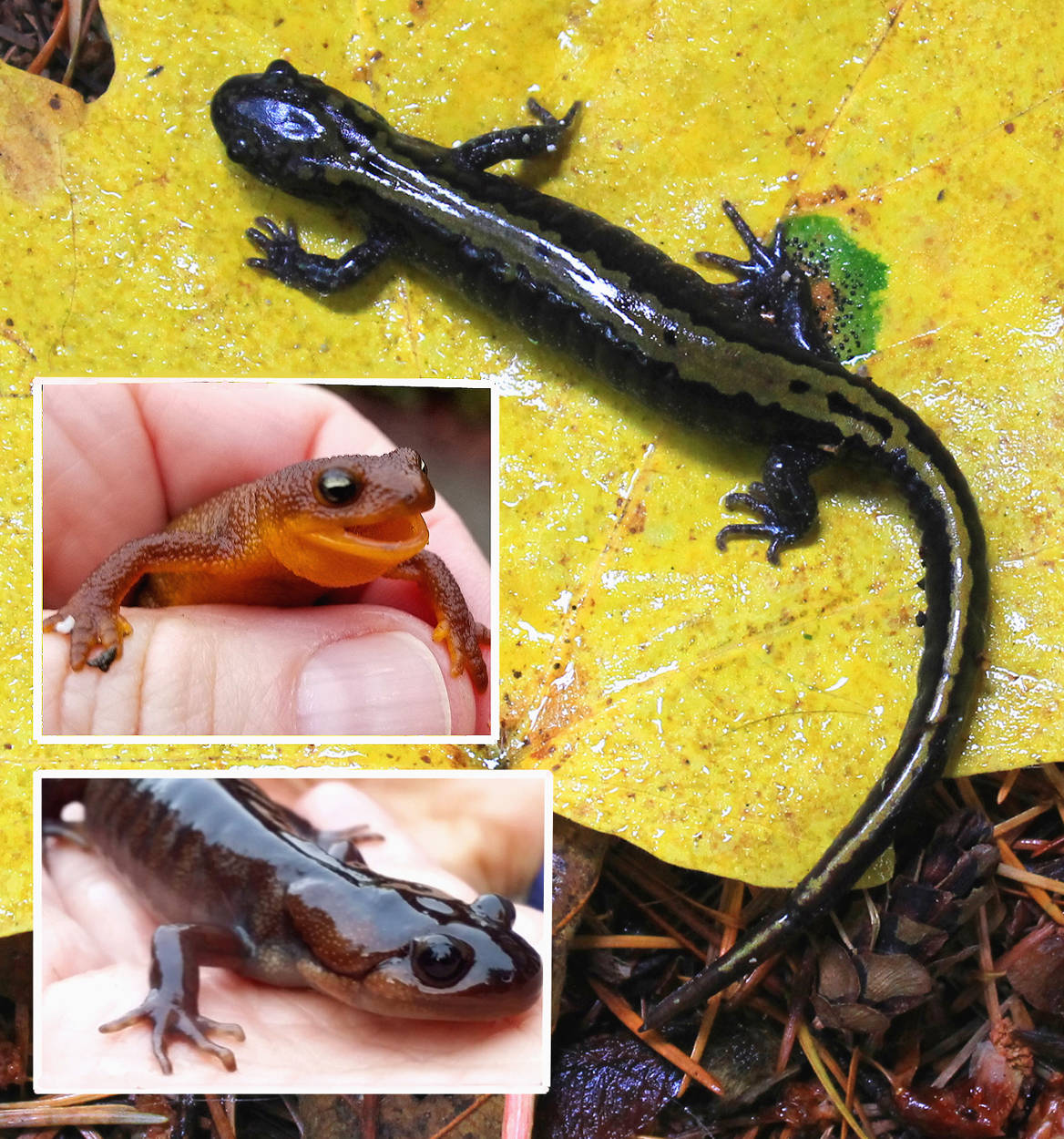 Salamanders: tiny creatures with a big impact