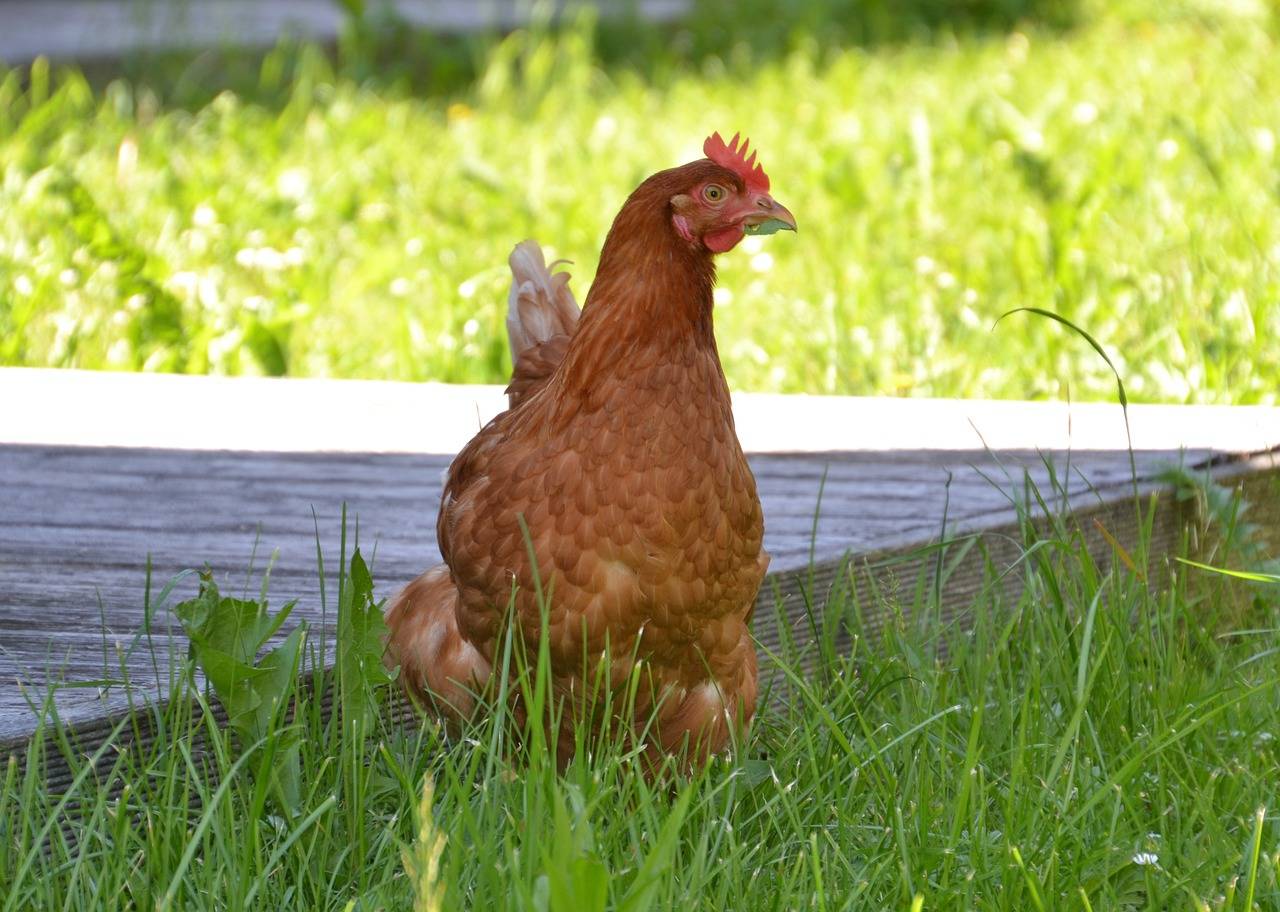 WSU extension to bring Poultry Education class to Bremerton