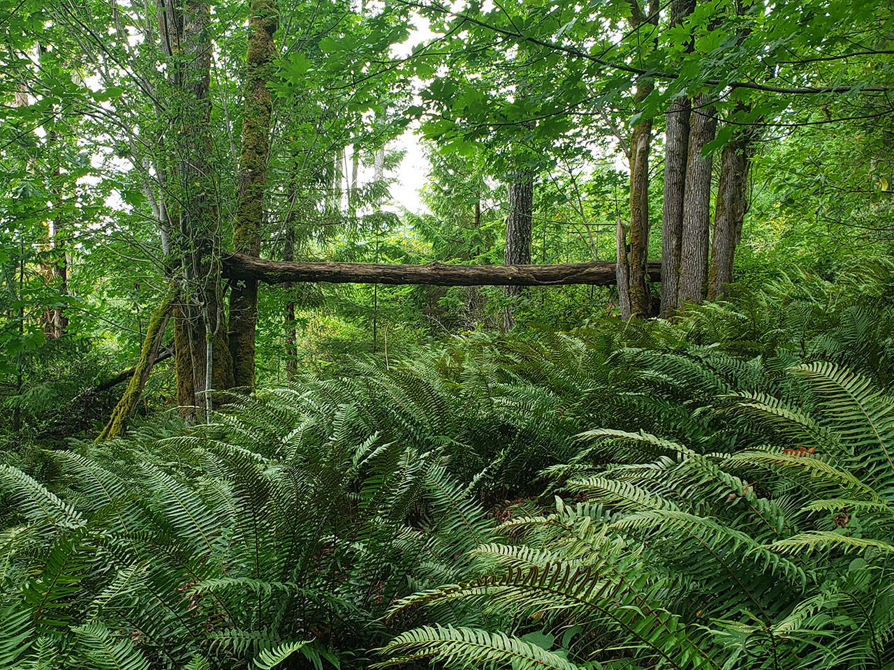 One last trek for the summer: Green Mountain’s Wildcat Trail