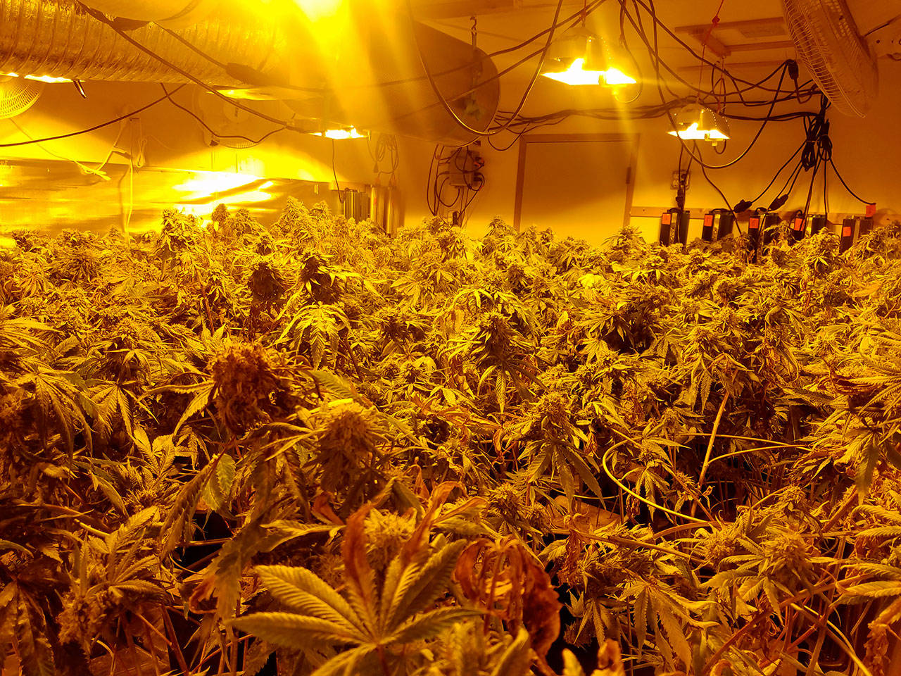 A marijuana grow operation was discovered inside a house on Saddle Club Road Southeast in South Kitsap. (Kitsap County Sheriff’s Office photo)