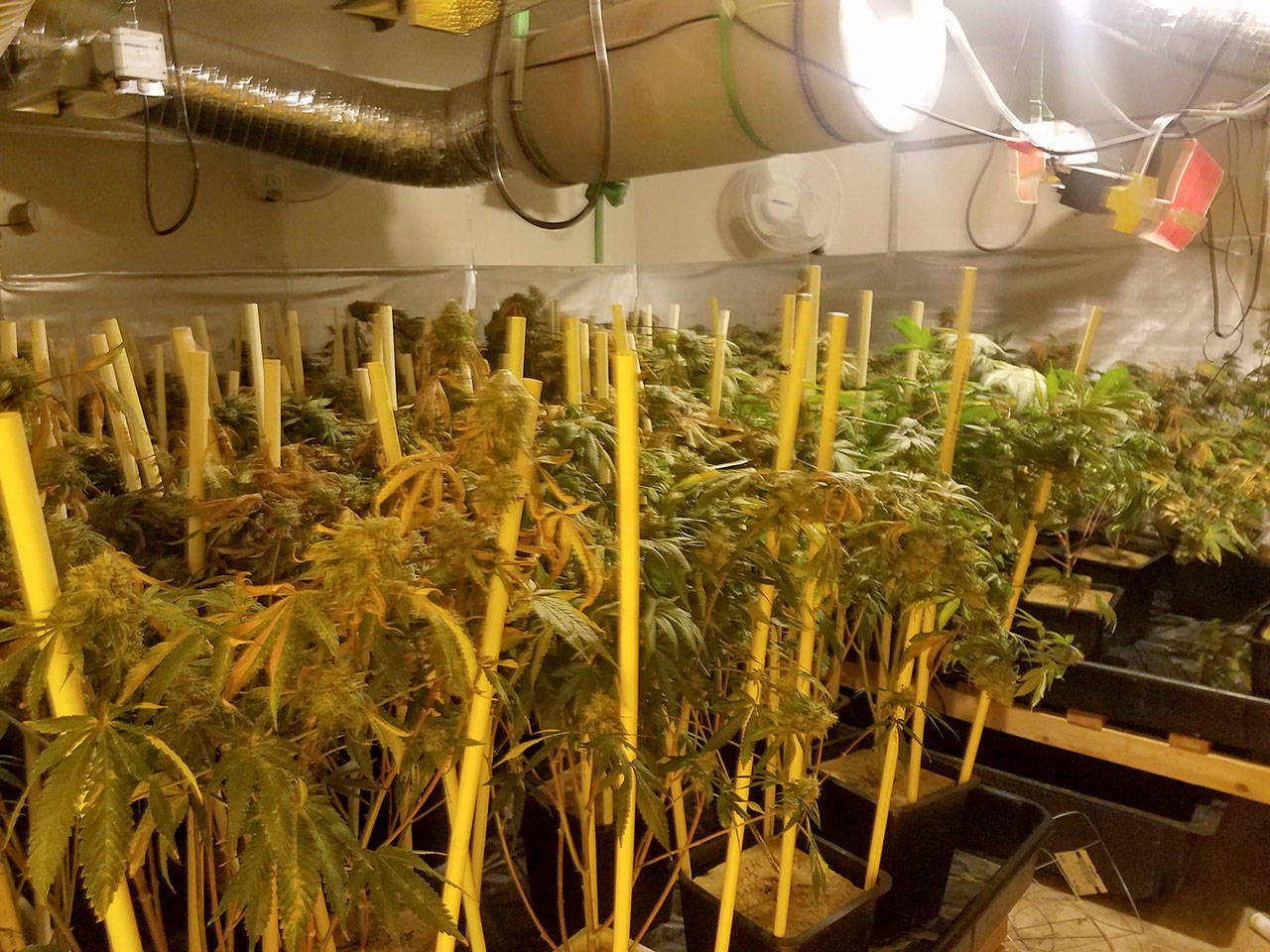 Another view of a pot grow operation at an address on Saddle Club Road Southeast in South Kitsap. (Kitsap County Sheriff’s Office photo)