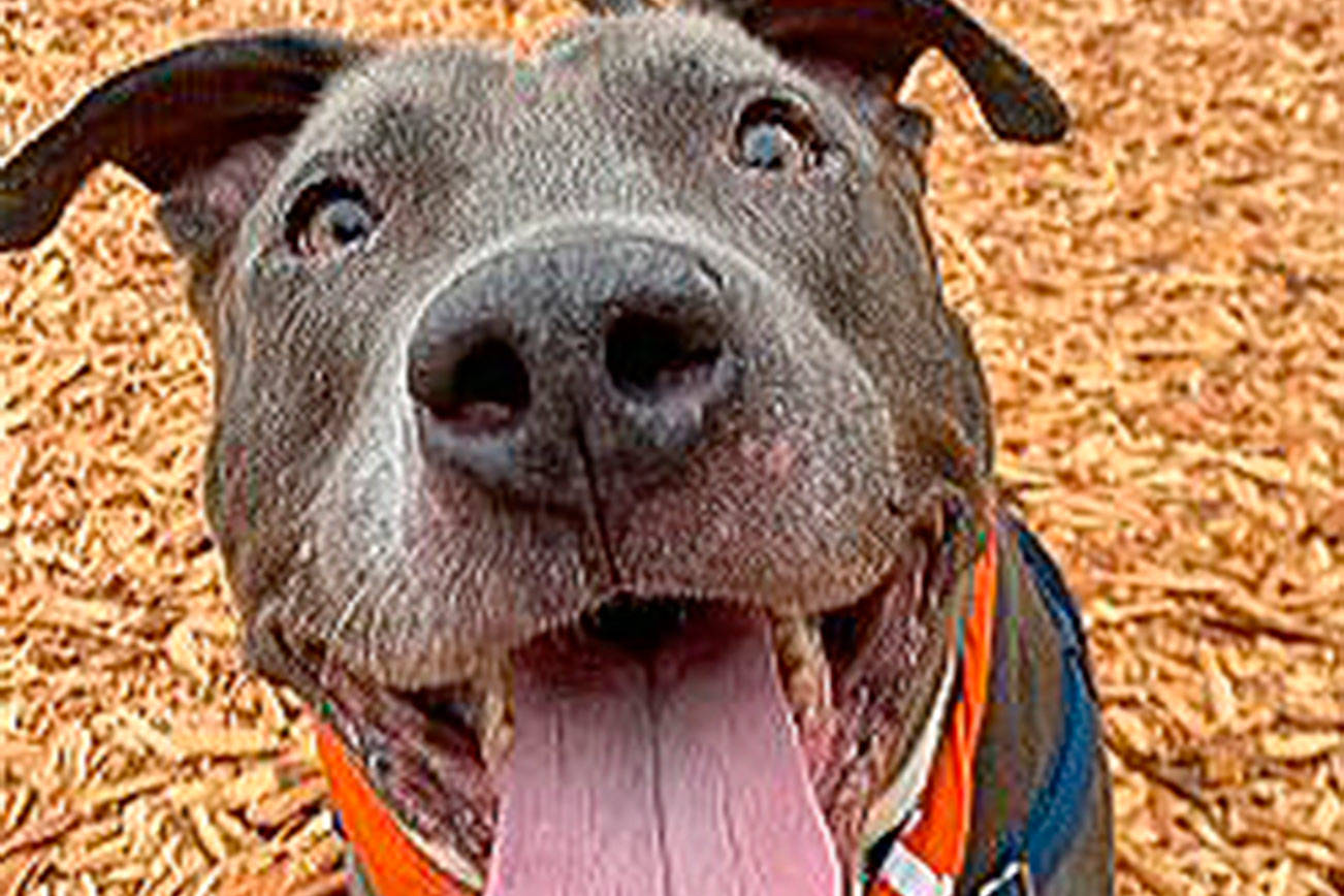 Howl-O-Ween adoptions at Humane Society Oct. 31