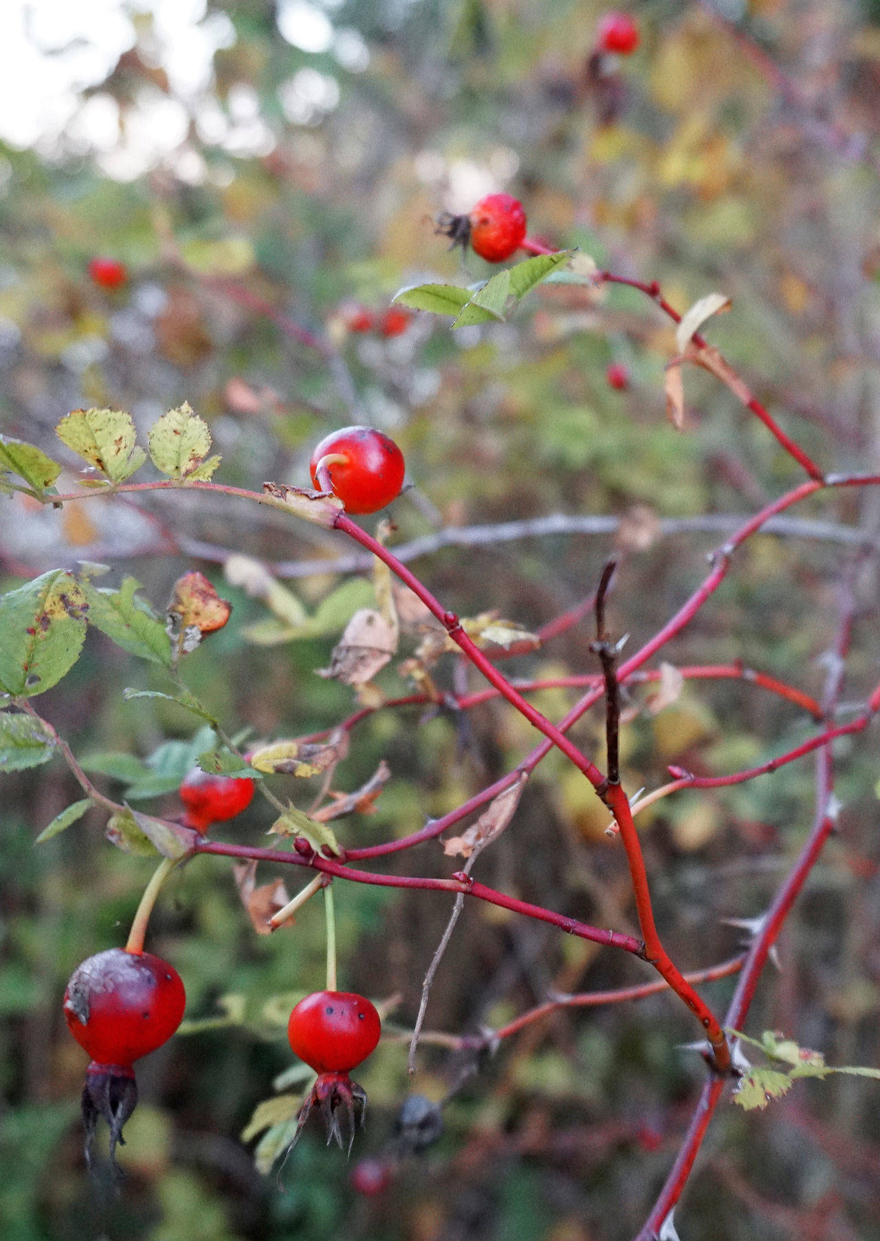 The last remaining wild berries this fall hang on to a bush near the enclosed picnic area at Manchester State Park. (Bob Smith | Kitsap Daily News)