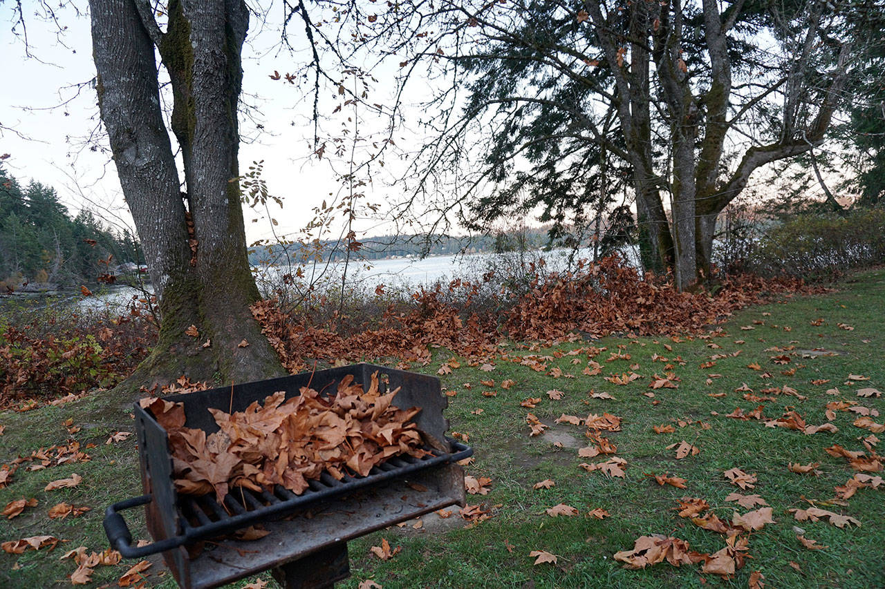 Nature is nearing its job of disposing of the leaves from deciduous trees near Manchester State Park’s enclosed picnic area. (Bob Smith | Kitsap Daily News)