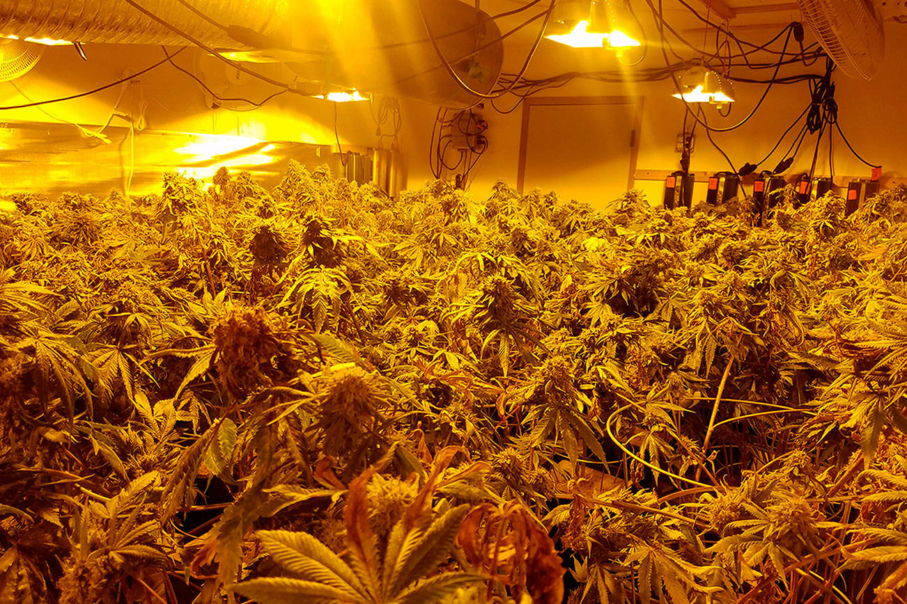New York man sentenced to 14 days in jail for pot grow operation