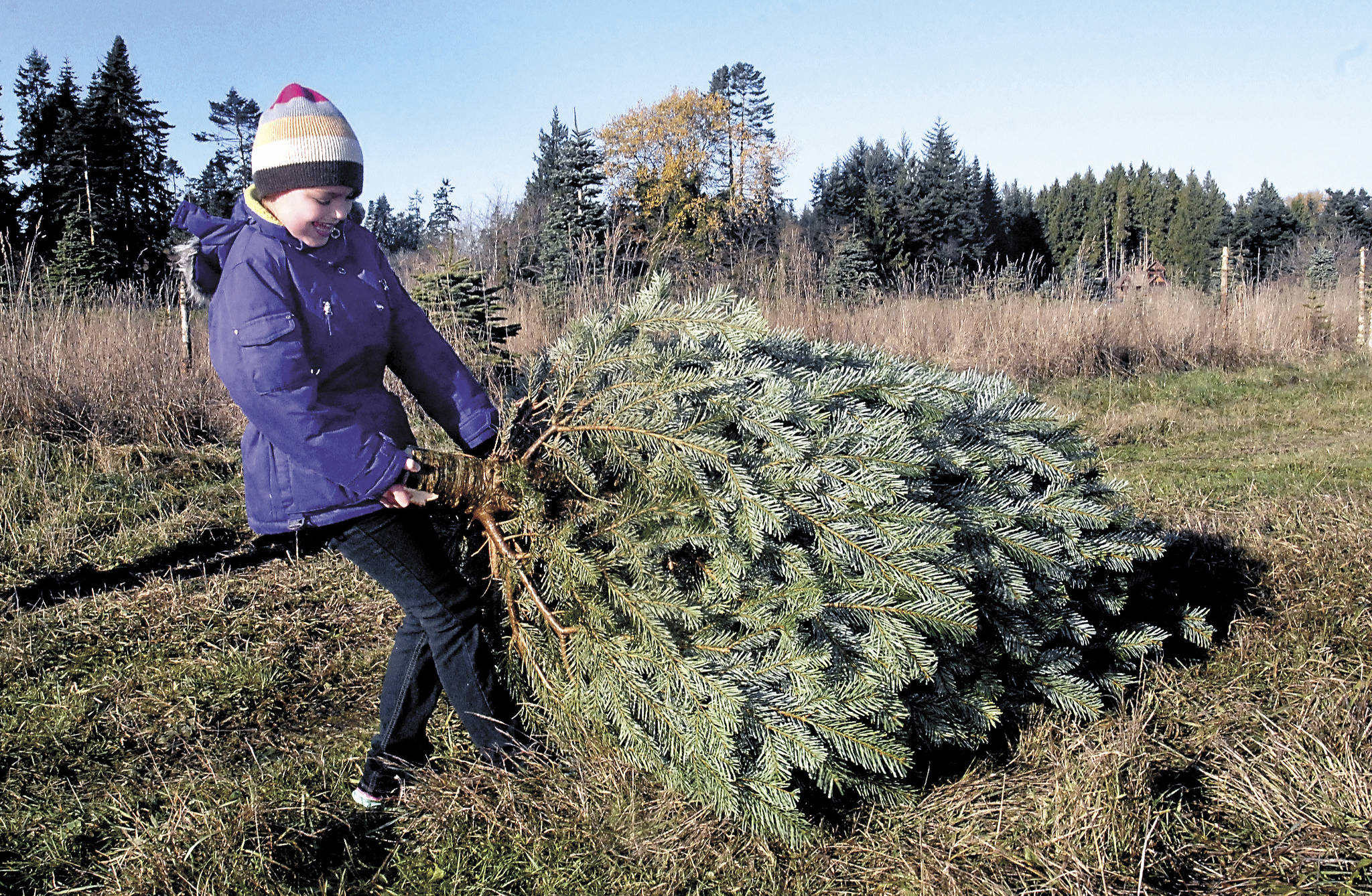 Keith Thorpe | Peninsula Daily News                                Shaylin Lowe, 8, of Port Angeles drags a freshly cut tree back to the family car as part of an outing to cut their own Christmas tree at Lazy J Tree Farm east of Port Angeles.