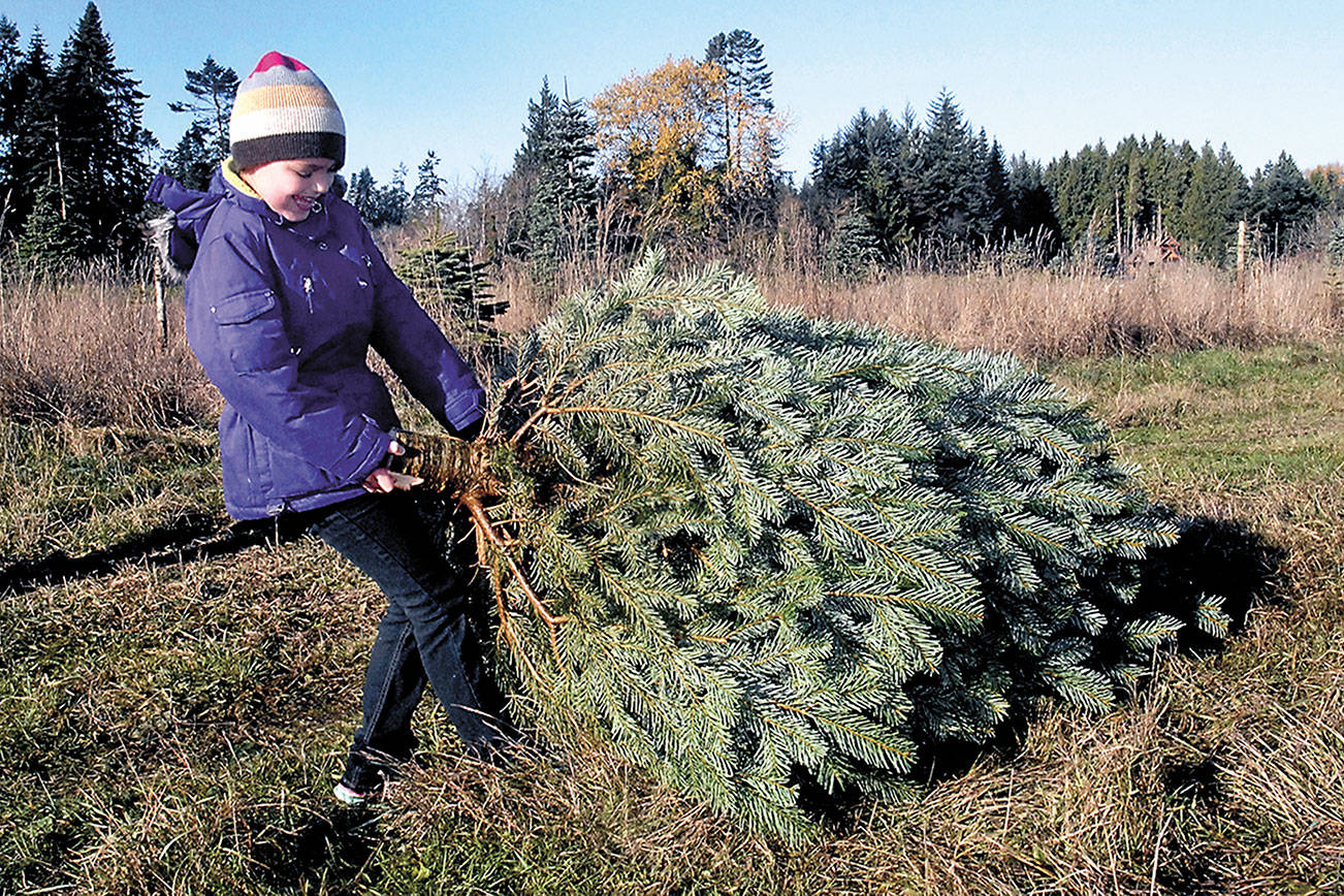 Christmas tree cutting permits now on sale