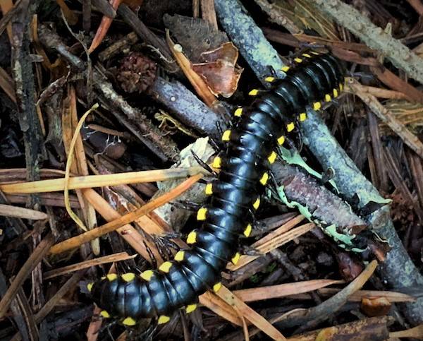 There would be no woods, only rubble, if the two-inch long yellow-spotted millipedes didn’t consume vast amounts of fallen leaves. Photo courtesy Catherine Whalen.
