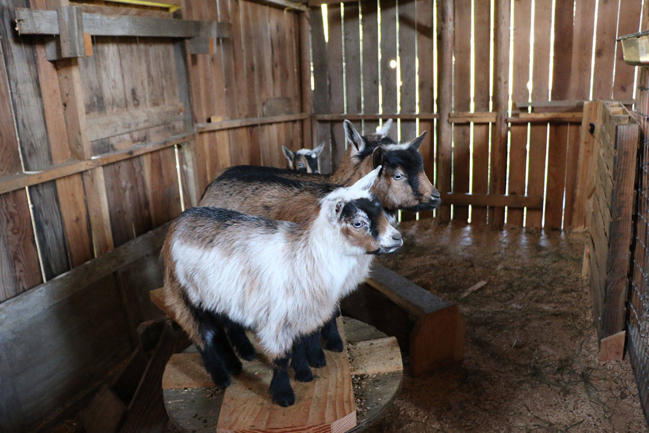 Goats naturally love to climb so this goat playground in the restored barn is perfect. Ken Park / Kitsap News Group.