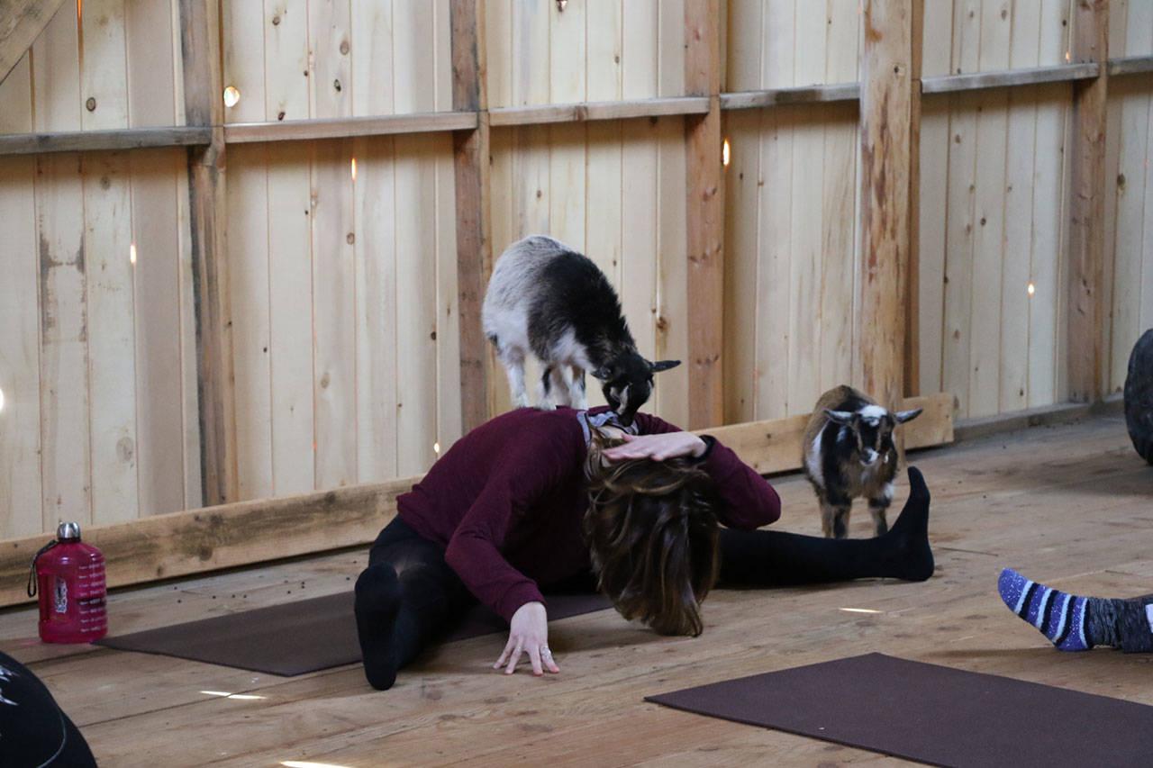 A goat climbs atop a yoga instructor during a goat yoga class at Smithshyre Farm. Ken Park / Kitsap News Group