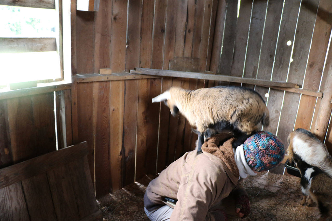 Baby goats love jumping on Roni Smith. Ken Park / Kitsap News Group