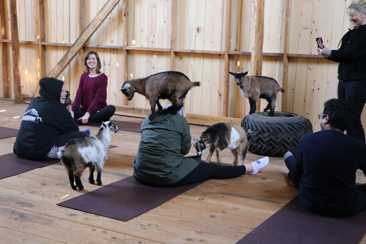 It can be a bit alarming to have a goat on your shoulders all of a sudden, but that is part of the draw for the Smithshyre Farm’s goat yoga classes. Ken Park / Kitsap News Group