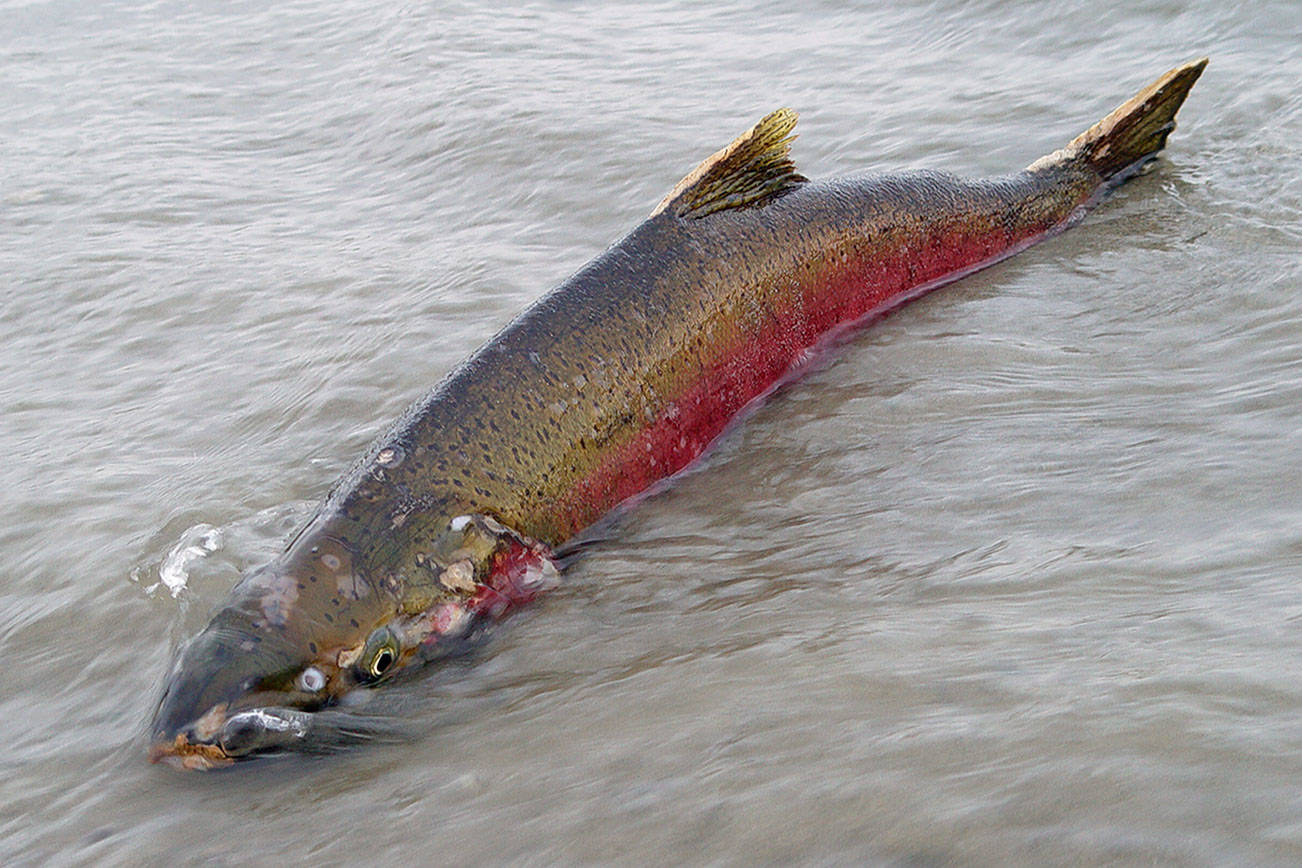 Duncan Creek restoration group seeking members