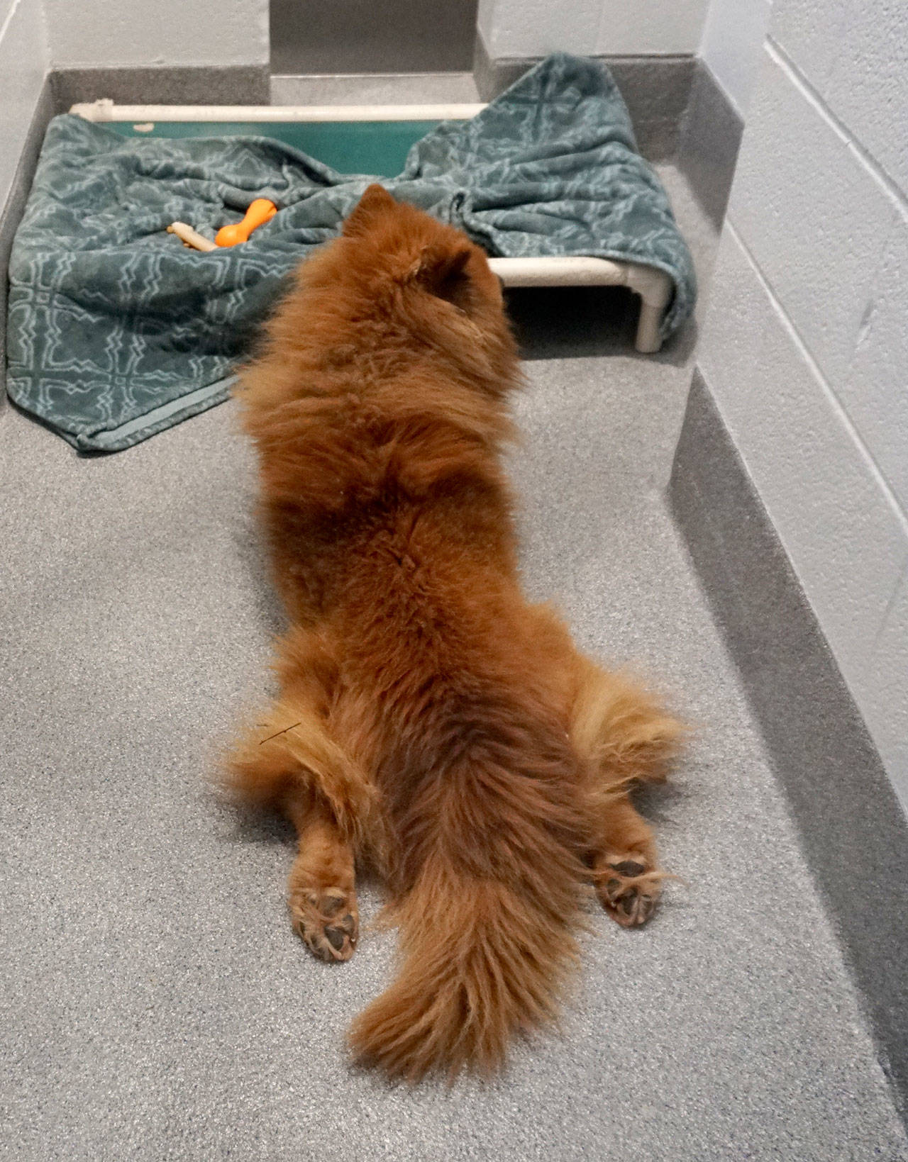 A dog residing at the Kitsap Humane Society in Silverdale decides to kick back before taking a snooze. (Bob Smith | Kitsap Daily News)