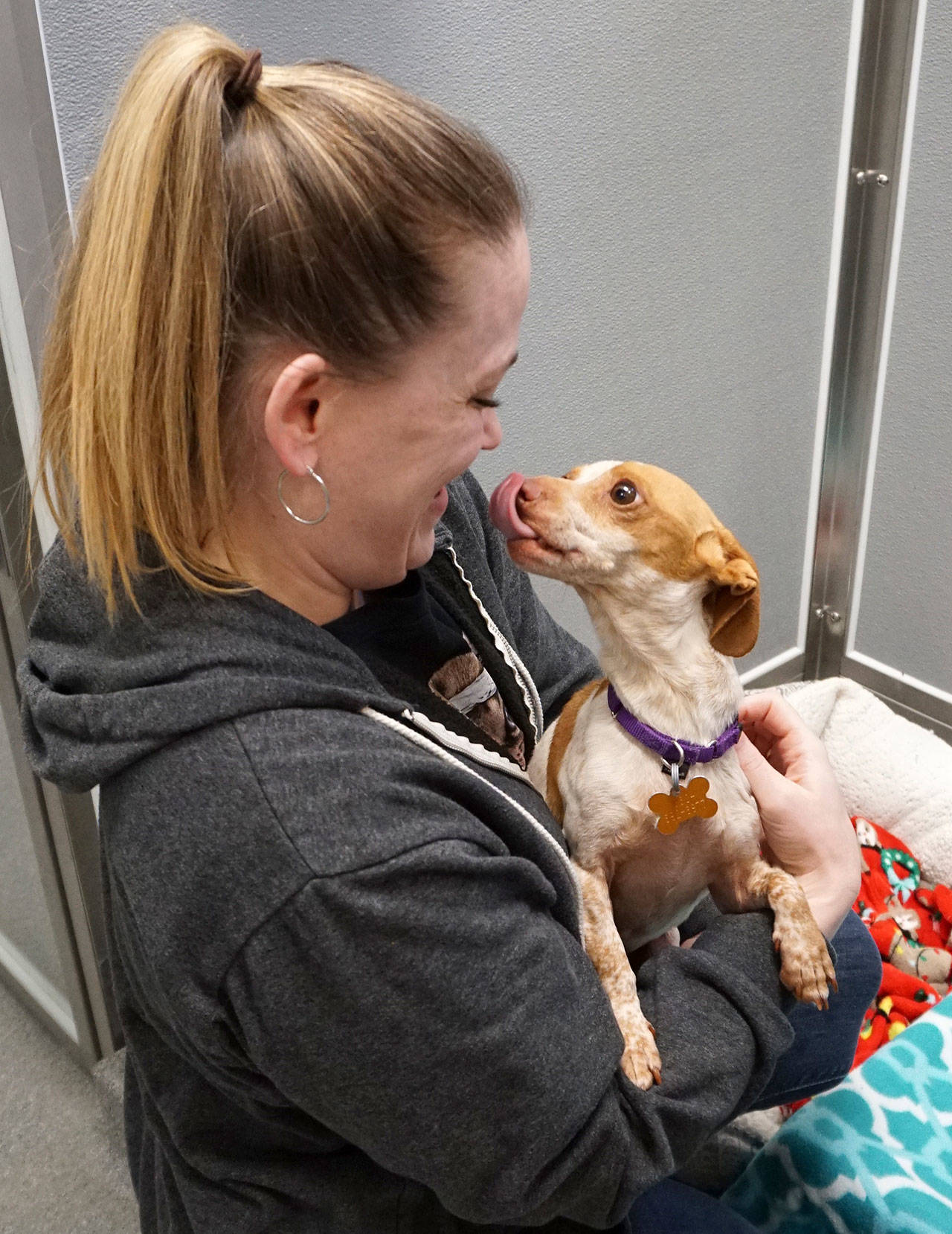 The training center also will enable behavioral staff to work more frequently with a greater number of dogs, Sarah Moody-Cook, the agency’s director of animal welfare, said. (Bob Smith | Kitsap Daily News)