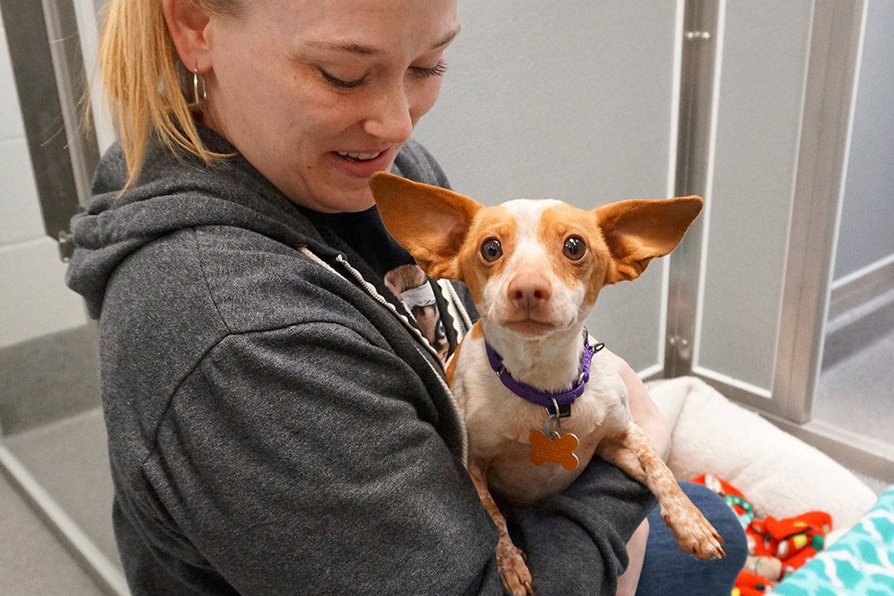 Kitsap Humane Society’s new dog behavior training center is taking shape