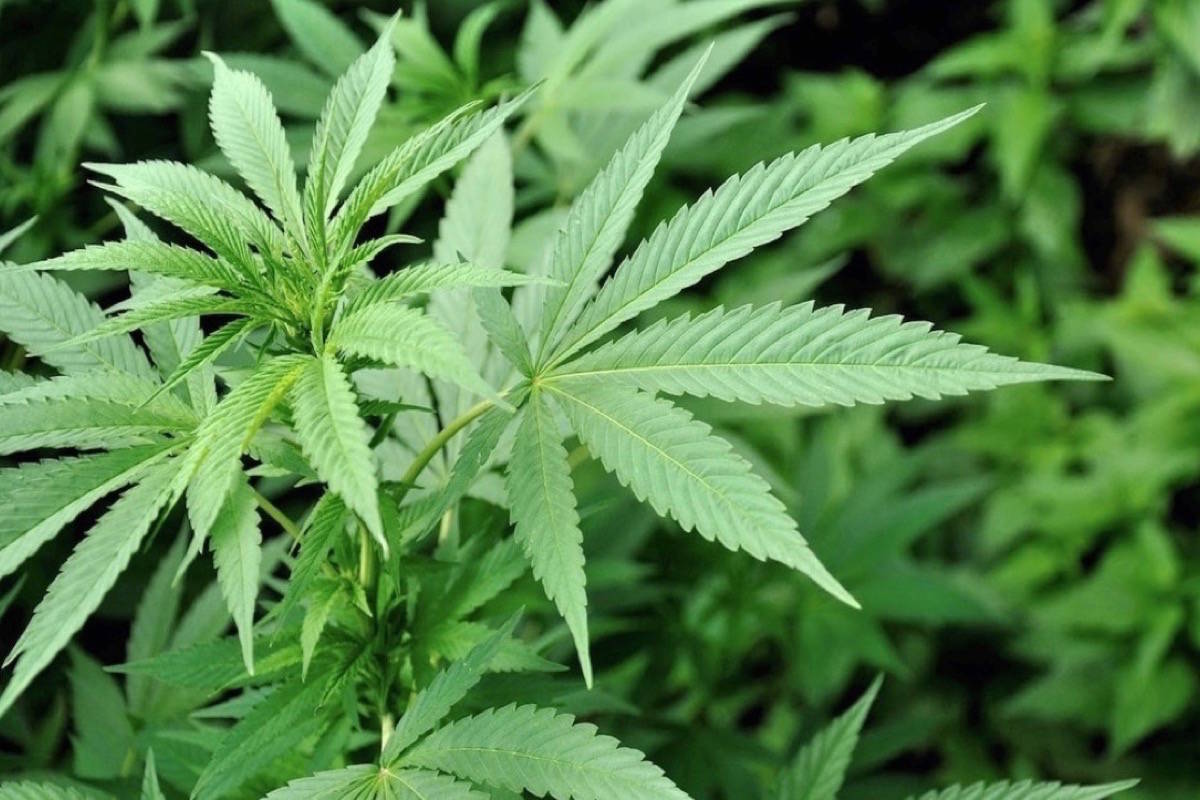 Lawmakers consider a grow-your-own recreational marijuana bill