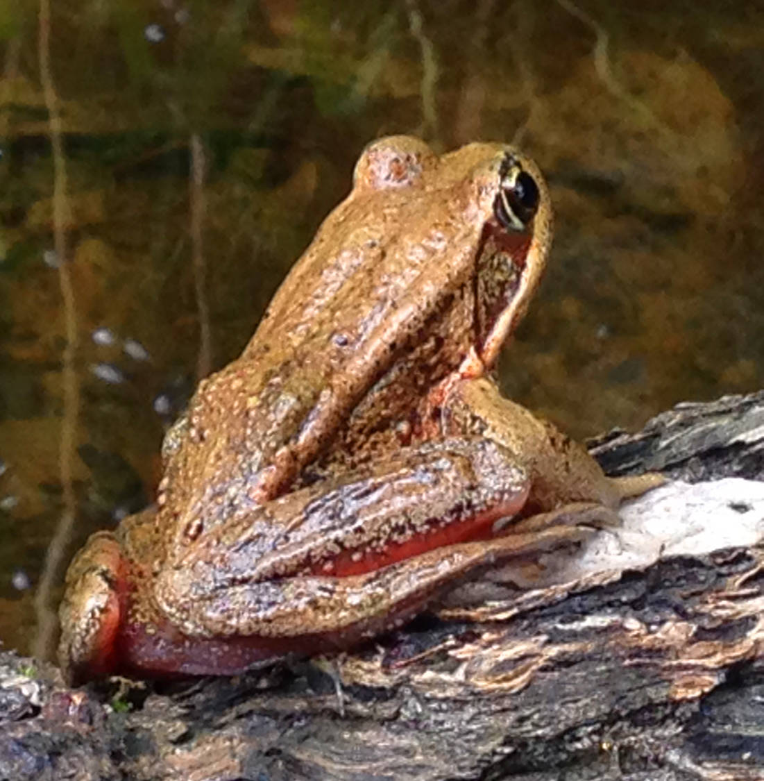 Frog concerts herald the coming springtime