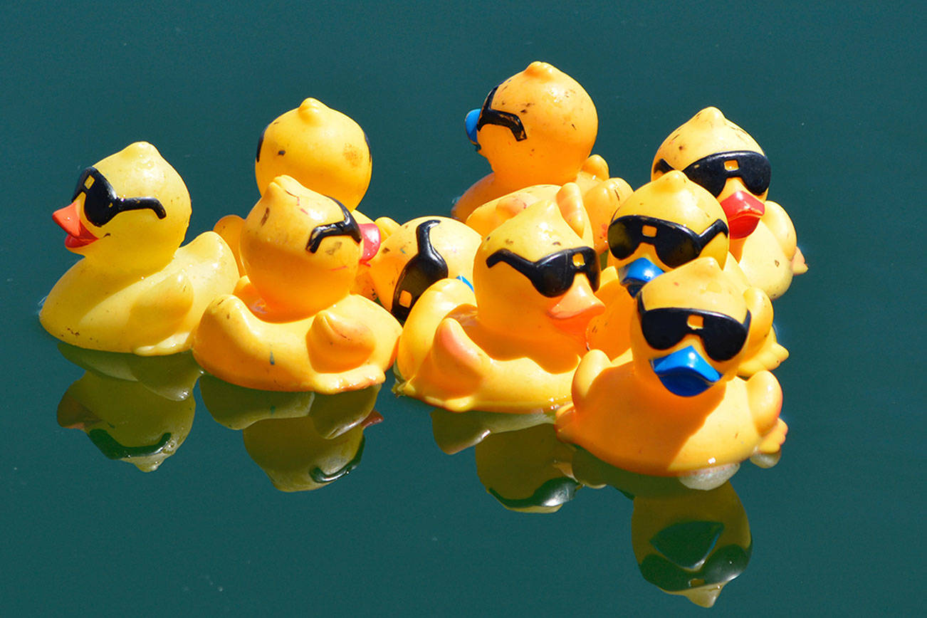 Ducks float along during the annual Silverdale Rotary Duck Race at Whaling Days on the Silverdale water front. (Mark Krulish/Kitsap News Group)