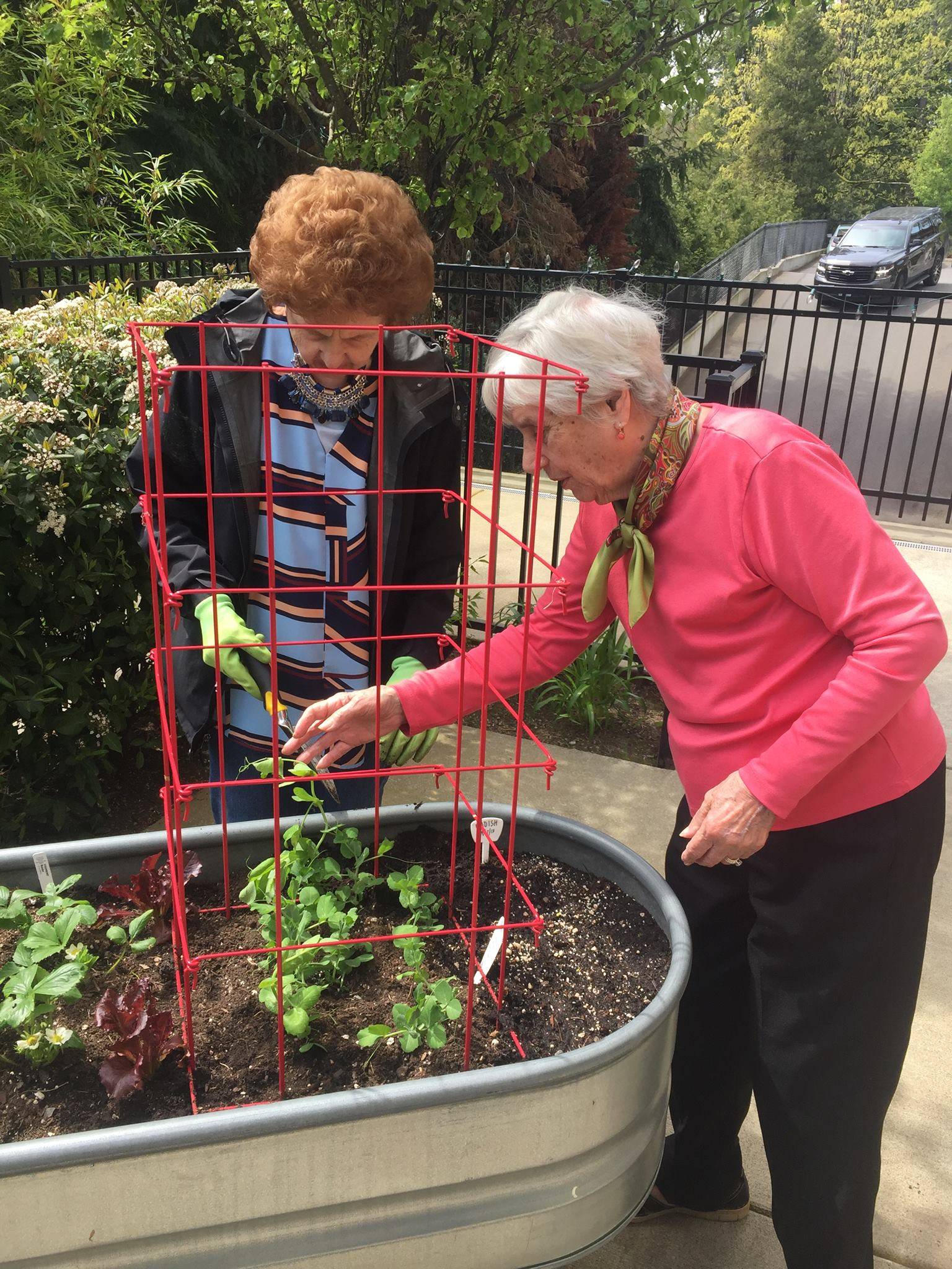 Eldergrow launches Farm-to-Fork gardening kits