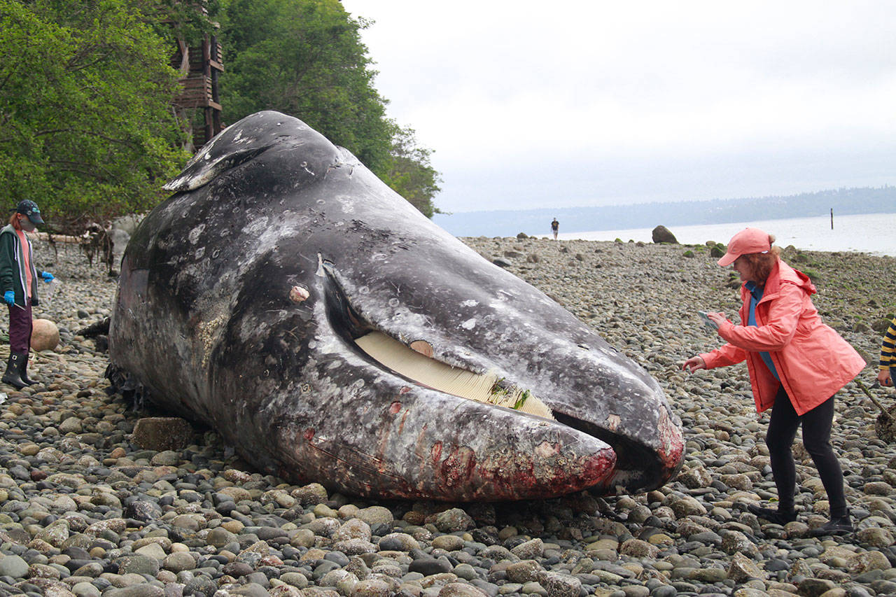 Luciano Marano | Bainbridge Island Review - The carcass of a large gray whale washed ashore on Manitou Beach earlier this week, drawing a crowd of curious islanders.