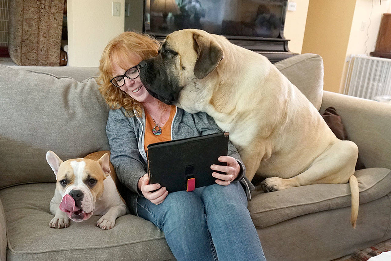 Christy Cordova of South Colby finds working from home for the school district during the pandemic has made her closer to her two dogs, Blaoo, a 240-pound English Mastiff, and Millie, a French and Old English bulldog mix.” Millie runs the show. If she wants a toy, she will take it!” (Mike De Felice | Kitsap Daily News)