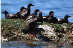Bird study helps indicate health of Puget Sound