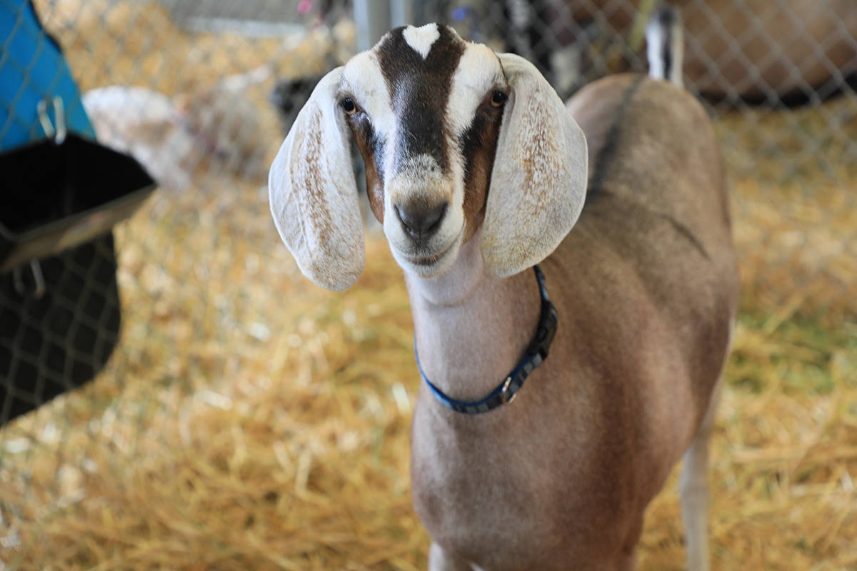 You’ll find plenty of entertaining, family-friendly ideas at the Kitsap Fair and Stampede.