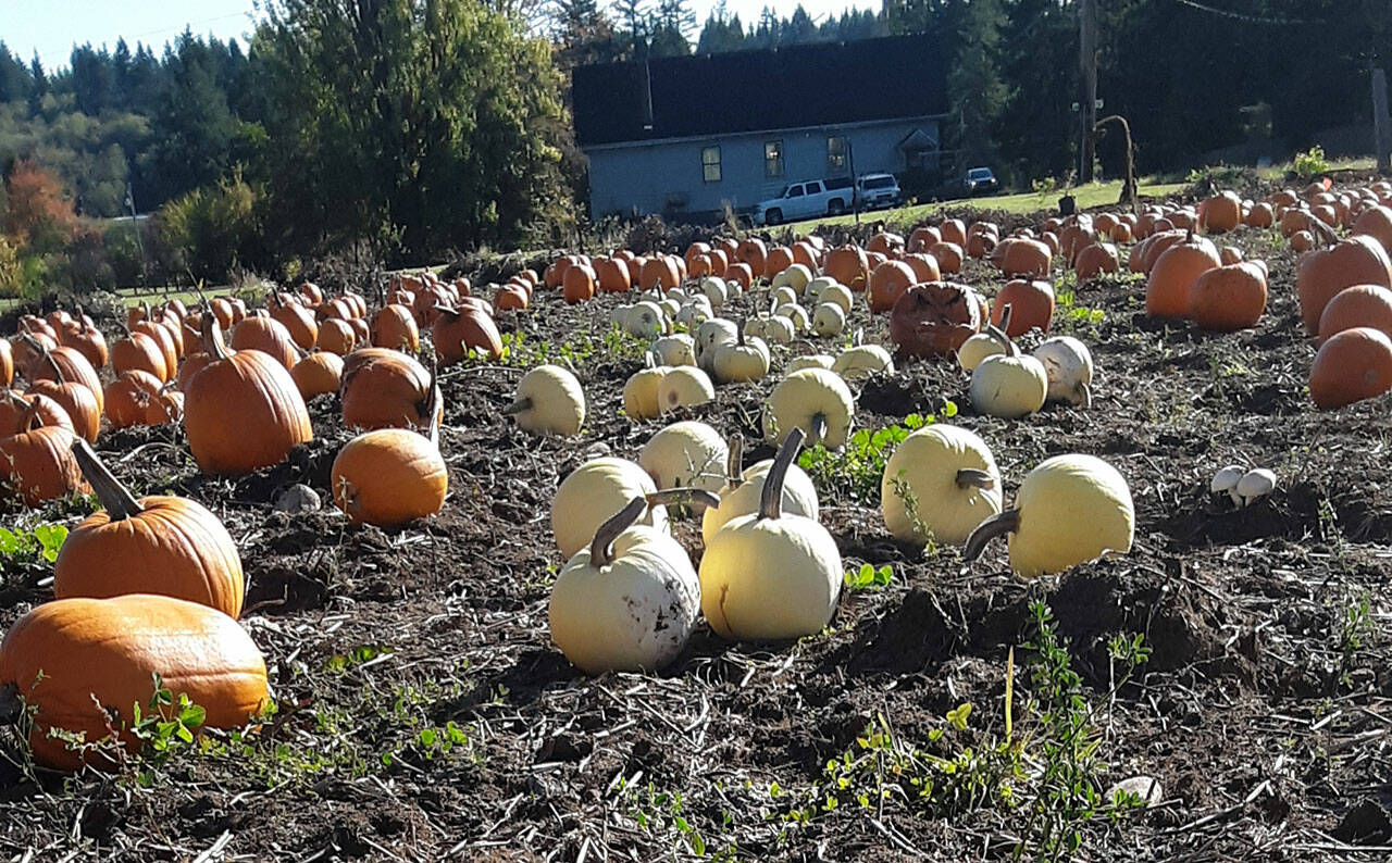 Kitsap Conservation District offers a u-pick pumpkin patch in Central Kitsap.