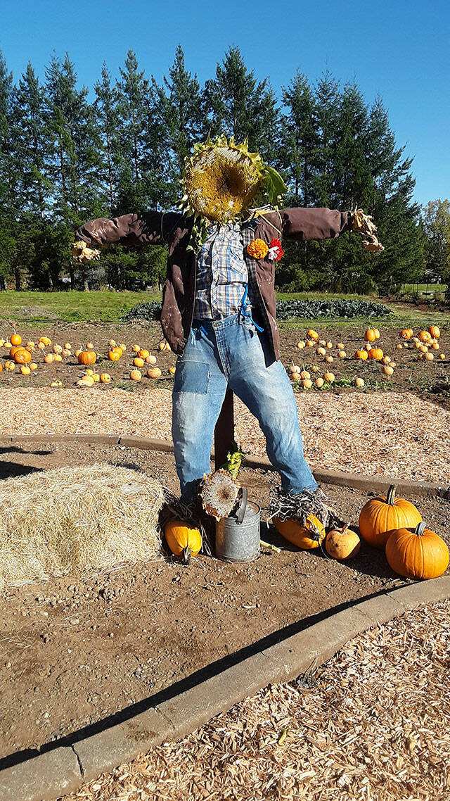 A scarecrow at the KCD pumpkin patch