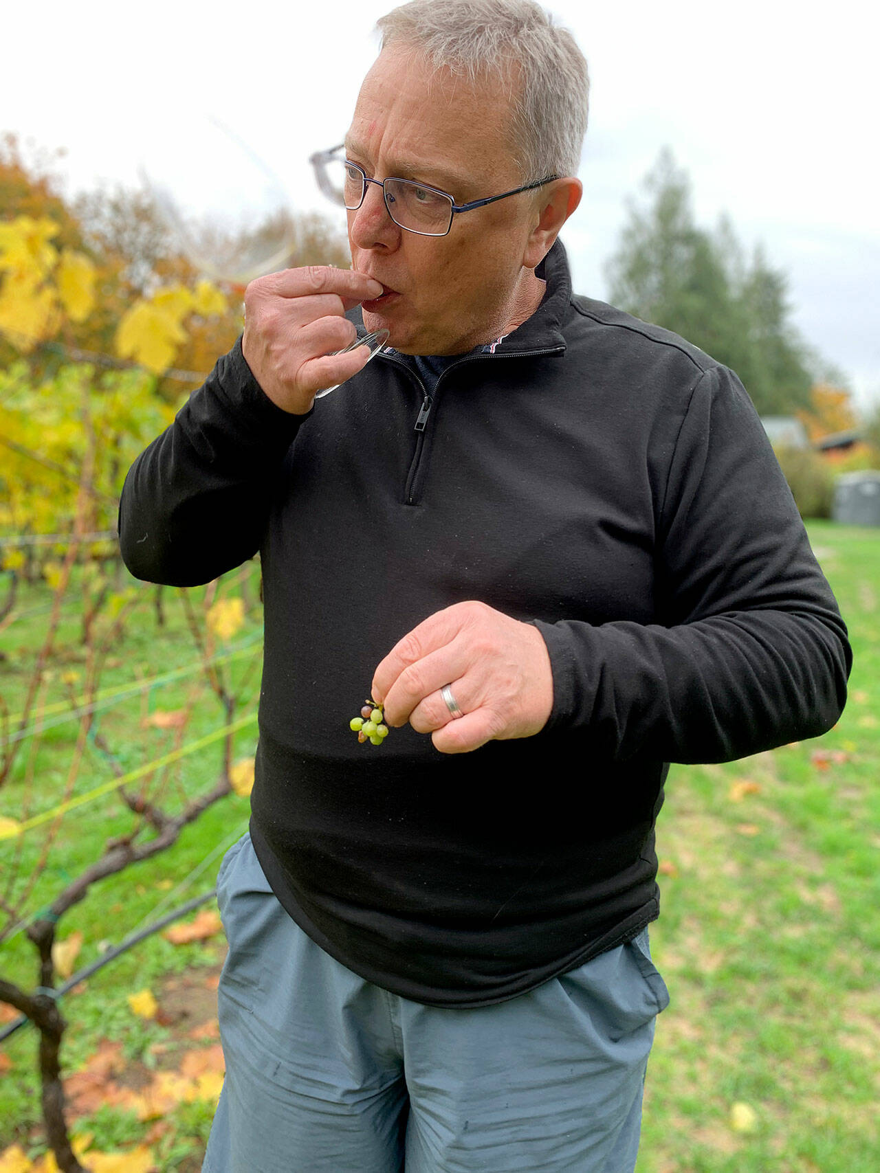 Stuart Chisholm tastes a tiny unripened grape straight from the vine — it was sour on this fall day. (Bob Smith | Kitsap Daily News)