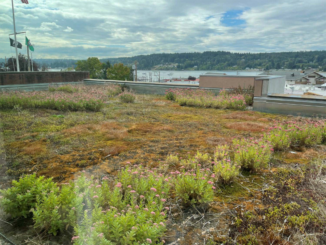 The second-floor green roof at Poulsbo City Hall is overgrown with weeds. Courtesy photo