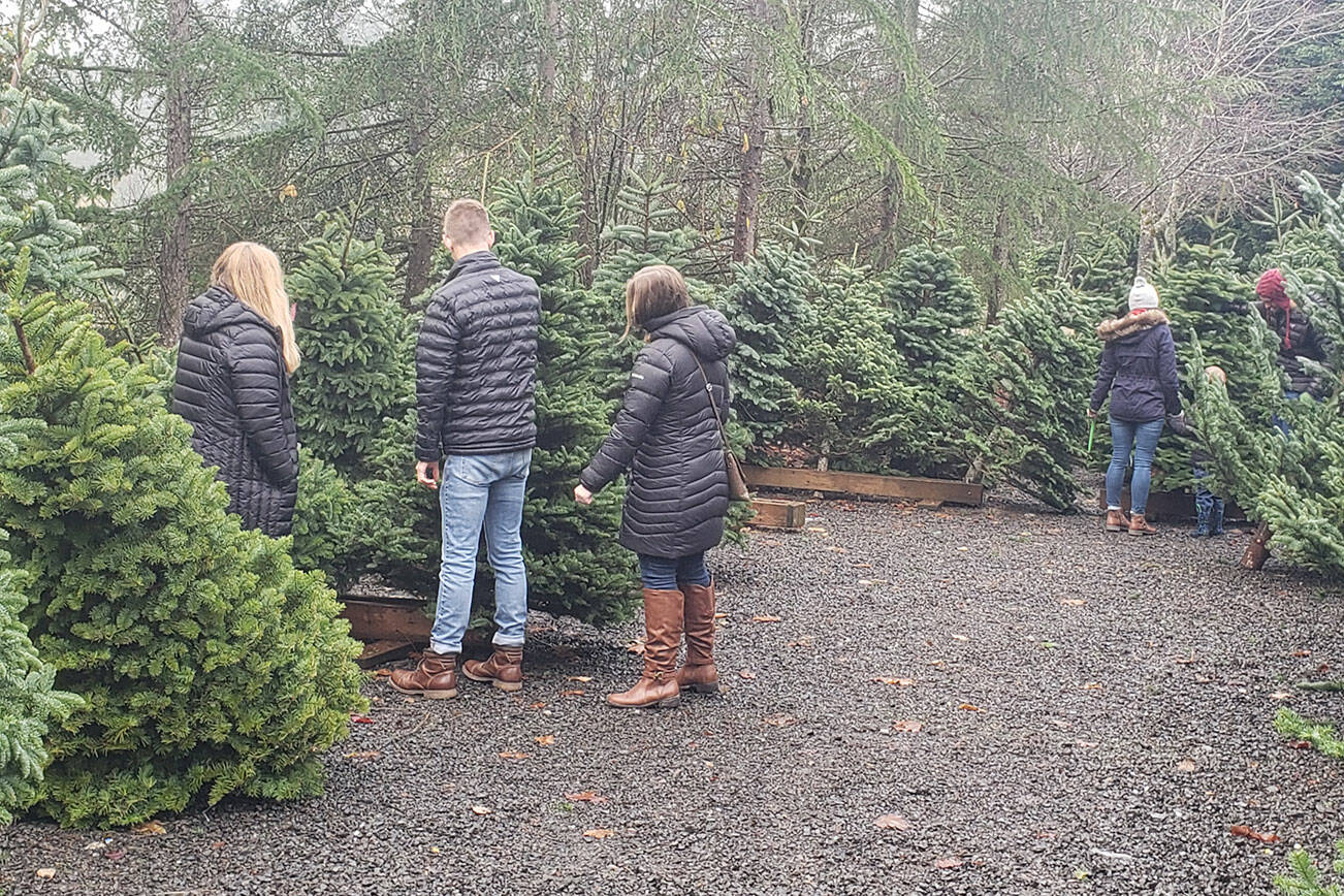 Shoppers perusing the trees to see which one is the best for them.