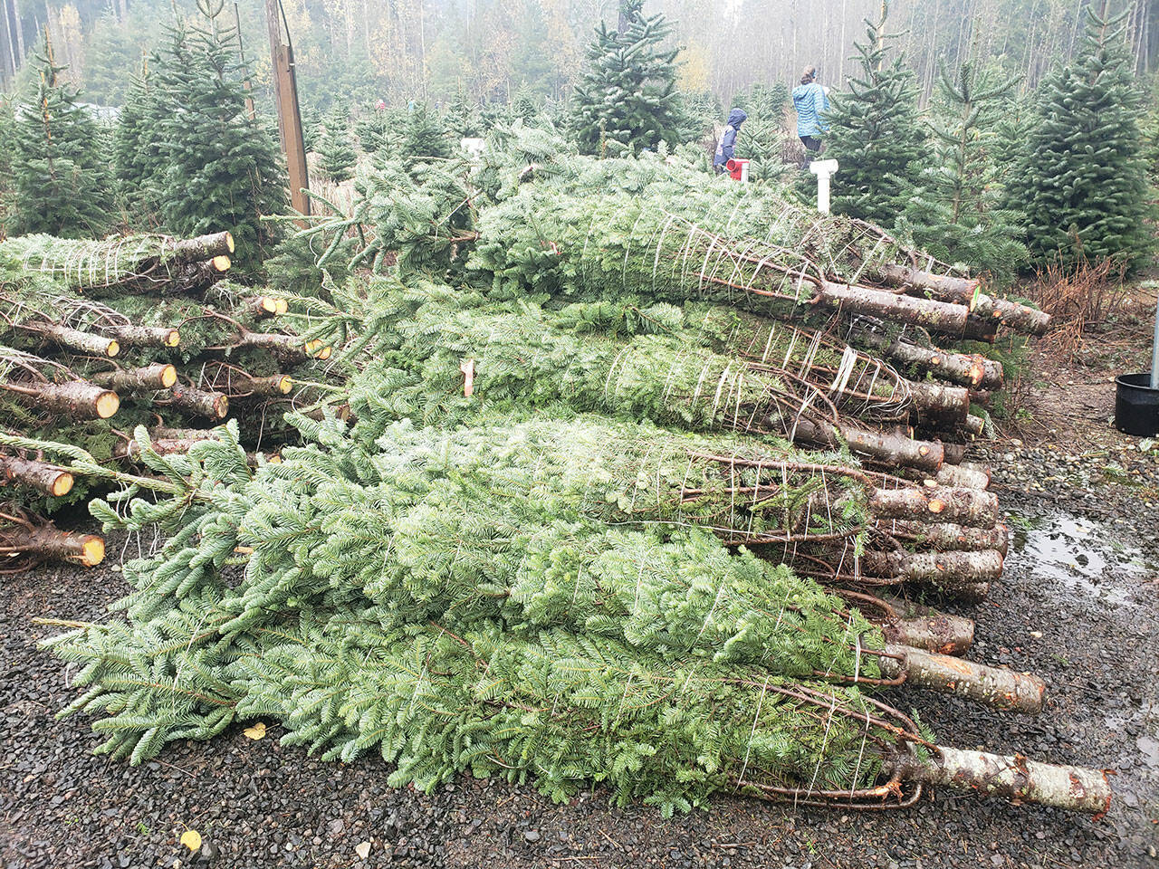 A pile of Christmas trees.