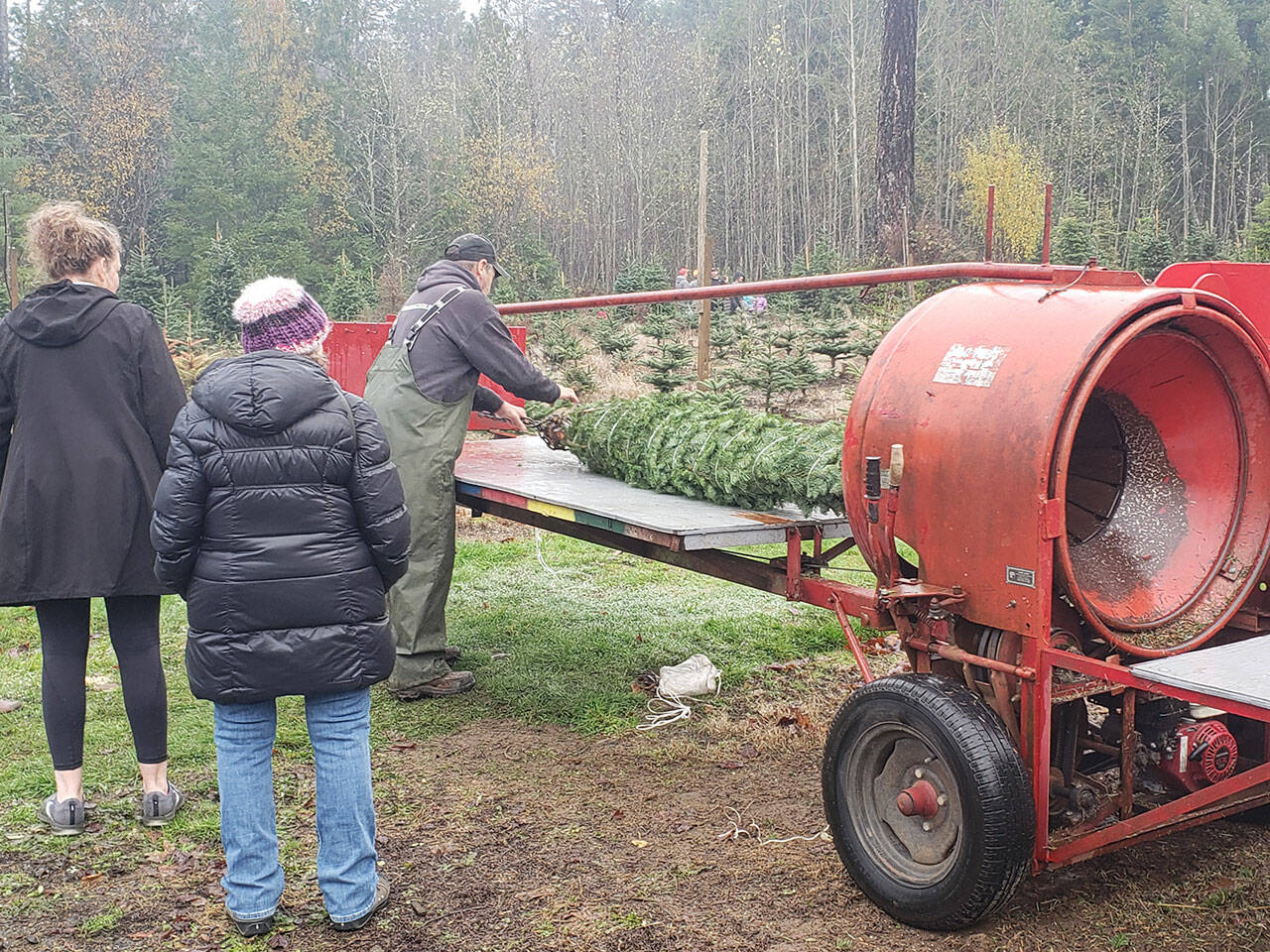 A Christmas tree is put through a tree baler which compresses the branches tight to the trunk.