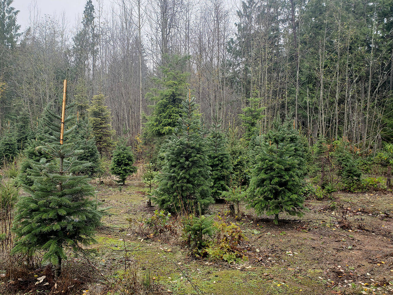 Various tree types and sizes are available at Olmsted Tree Farms.