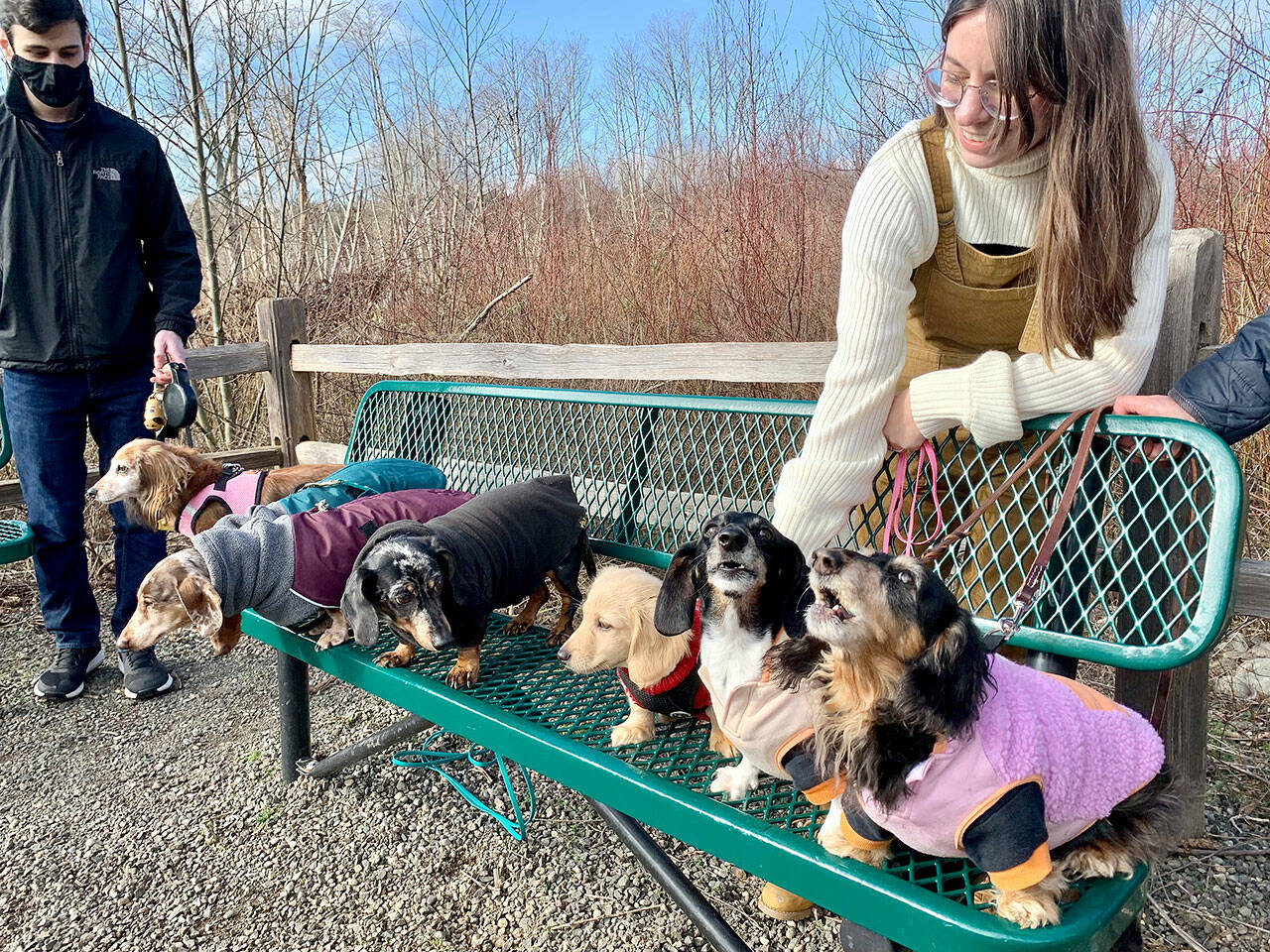 The group of dachshunds taking part in the Adventurewiener Club walk pause for a group photo. (Bob Smith | Kitsap Daily News)