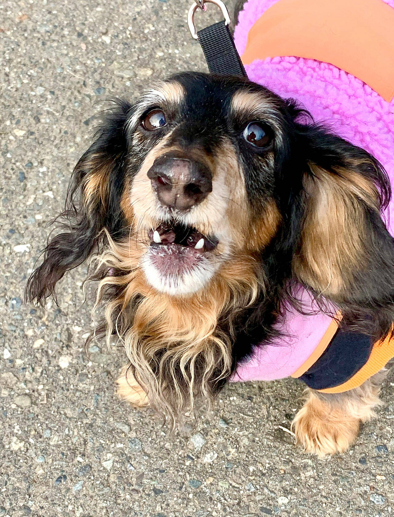 This black-and-tan dachshund lets you know how he feels with his ready bark. (Bob Smith | Kitsap Daily News)