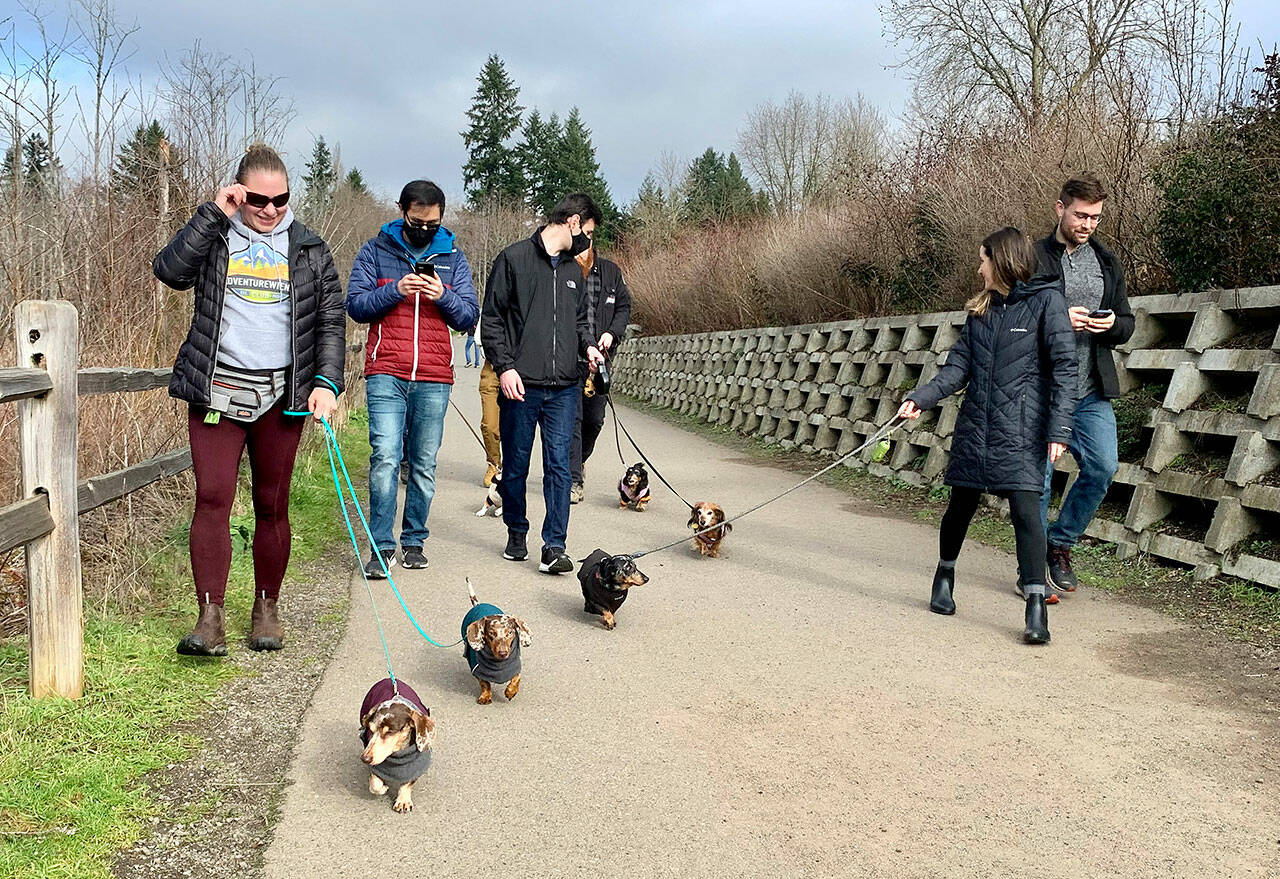 Dachshunds and their owners hit the trail at Silverdale Rotary Gateway Park. (Bob Smith | Kitsap Daily News)