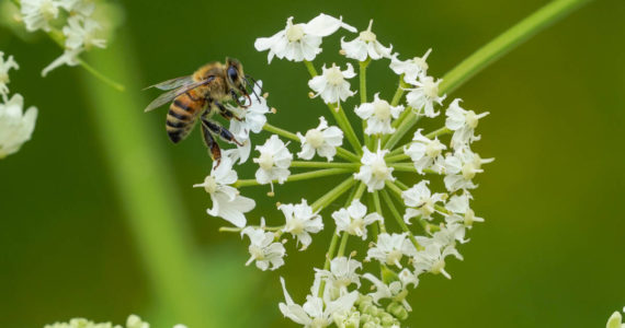 Bees are vital to Bloedel Reserve, whose wetlands and wildflower meadow depend upon robust pollinator populations for their ability to set seed and perpetuate themselves.