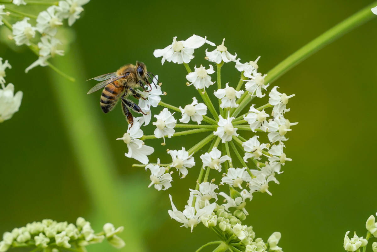 Bees are vital to Bloedel Reserve, whose wetlands and wildflower meadow depend upon robust pollinator populations for their ability to set seed and perpetuate themselves.