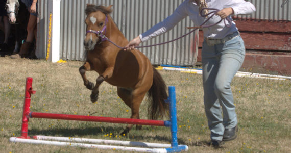 A 4-H participant leads her miniature horse around the course for the judges. Elisha Meyer/Kitsap News Group Photos