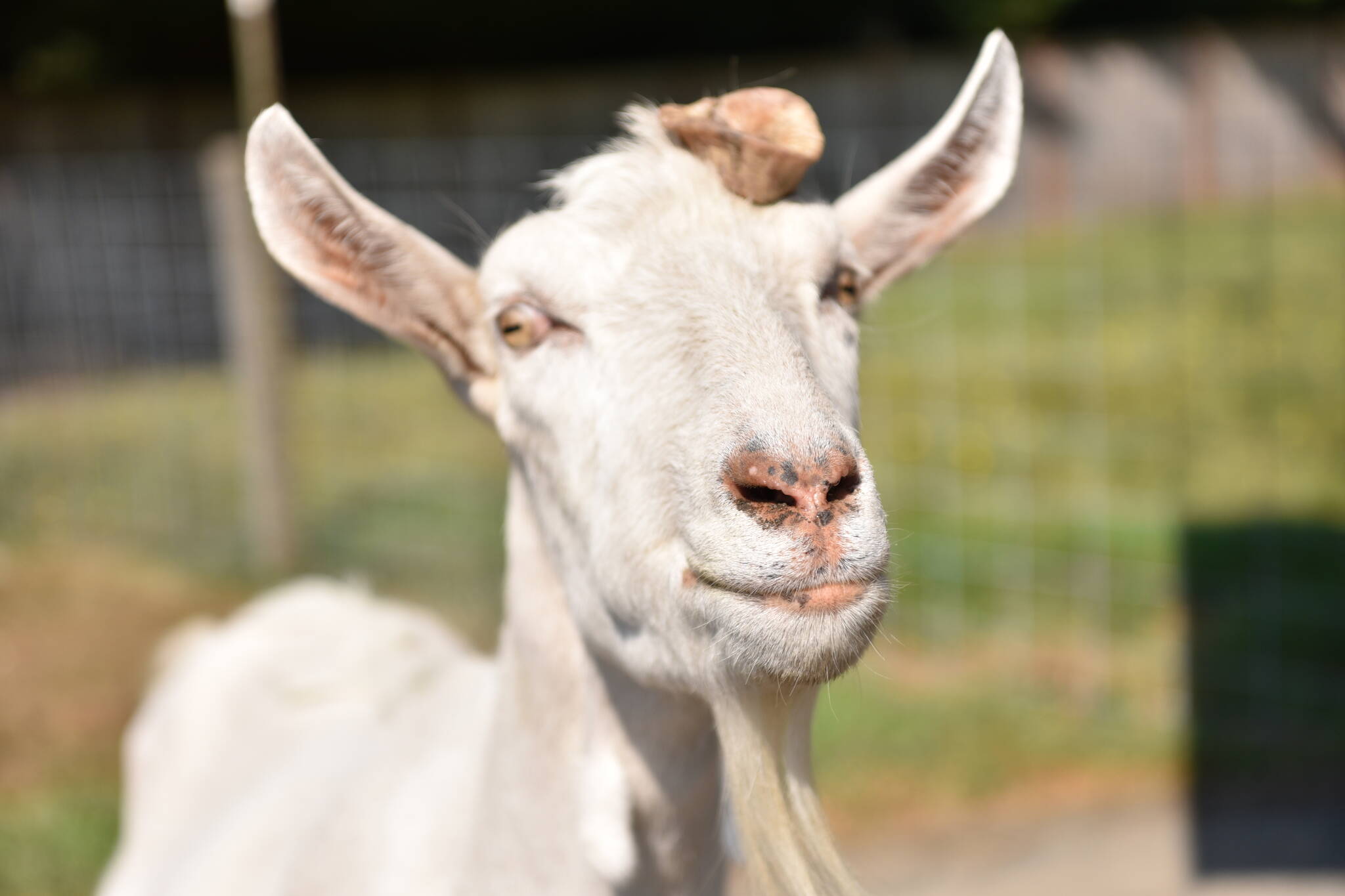 Miles, a rescued Saanen dairy goat, is the oldest animal on the farm.