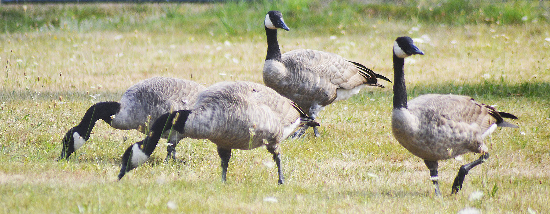 No, you're not seeing double, although it may look like it. It's almost like the two geese on the left and the two on the right are playing two different games of Simon Says. But they were just hanging out between Poulsbo Middle School and the Strawberry Community Fields in Poulsbo recently. Steve Powell/North Kitsap Herald