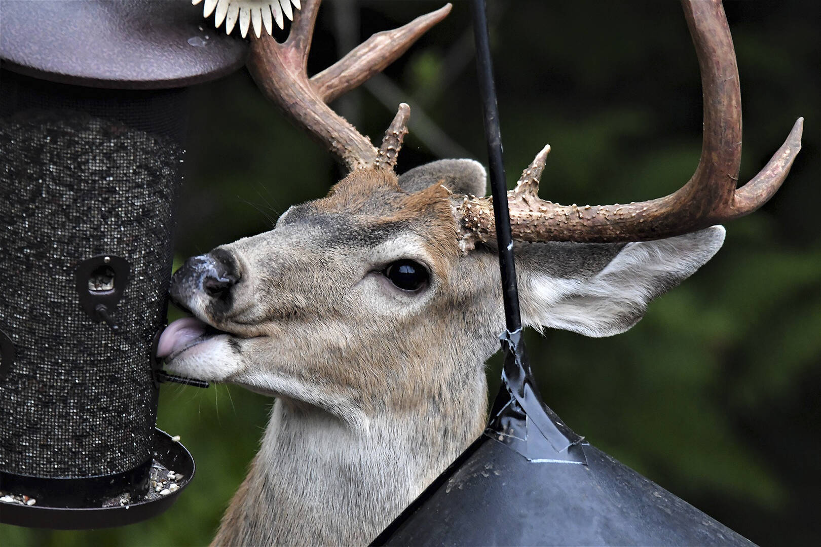 This buck takes a lick from a bird feeder in the backyard of Carrie Griffis of Port Orchard. Courtesy Photo