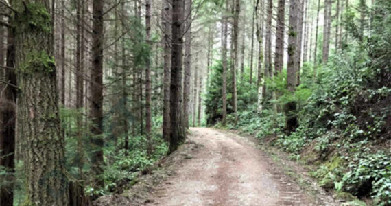 Tree canopies inside Port Gamble Forest Heritage Park. Courtesy Photos