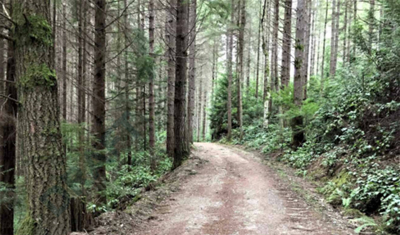 Tree canopies inside Port Gamble Forest Heritage Park. Courtesy Photos