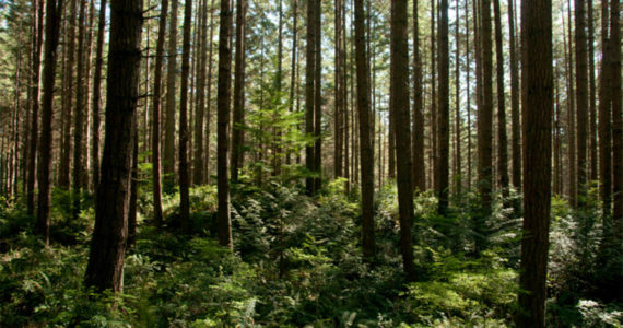 Kitsap County and Forterra are moving forward with the final phases of the timber rights acquisition from Rayonier, meaning 756 acres of trees will be protected at Port Gamble Forest Heritage Park. Courtesy Photos