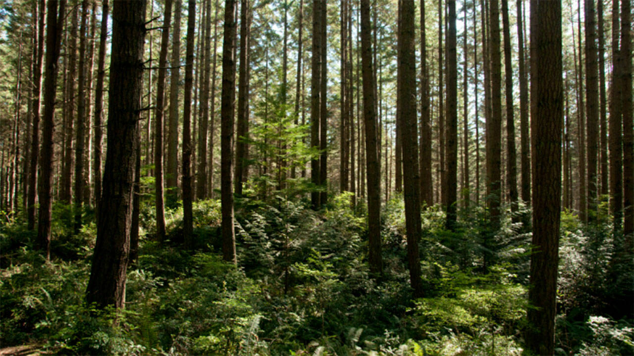 Kitsap County and Forterra are moving forward with the final phases of the timber rights acquisition from Rayonier, meaning 756 acres of trees will be protected at Port Gamble Forest Heritage Park. Courtesy Photos