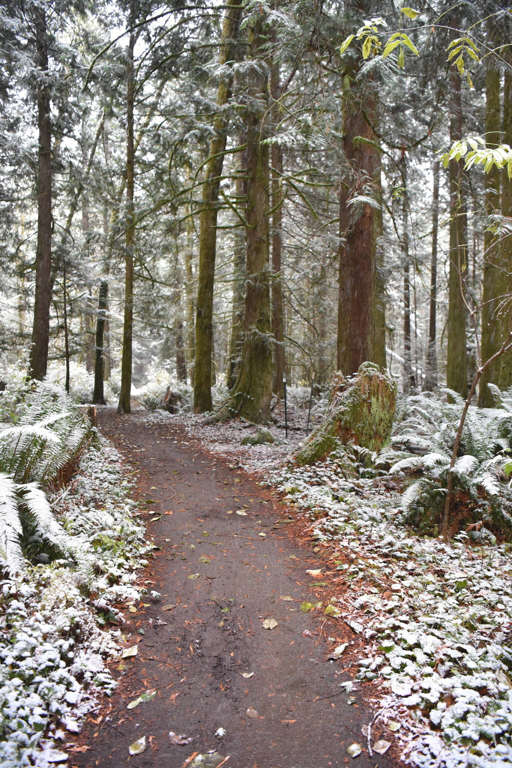 A dusting of snow in the Grand Forest.